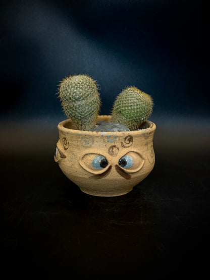 Eyeball planter - owl eye cactus