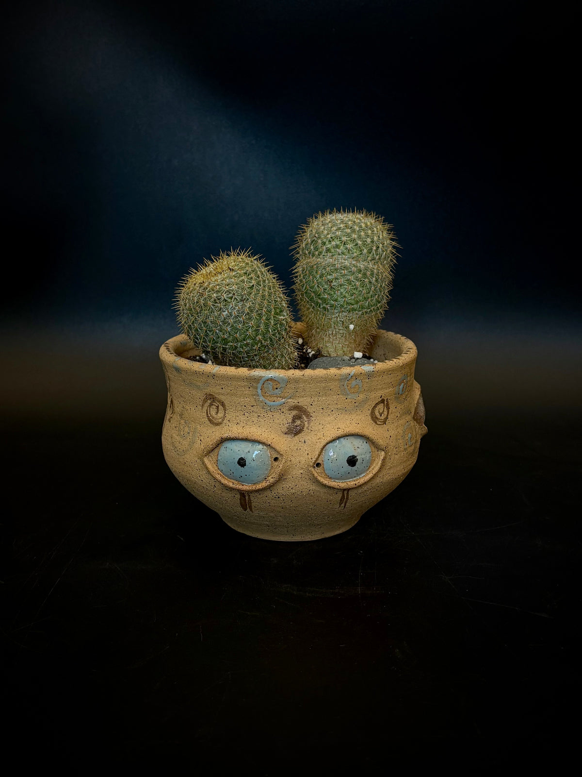 Eyeball planter - owl eye cactus