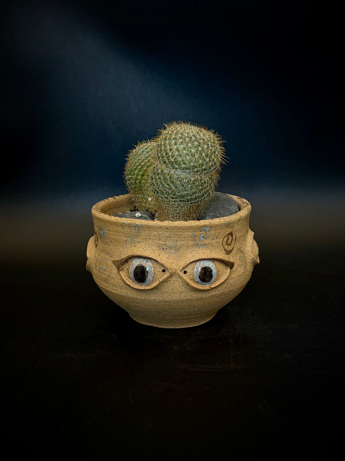 Eyeball planter - owl eye cactus