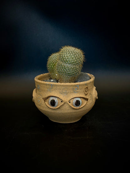 Eyeball planter - owl eye cactus