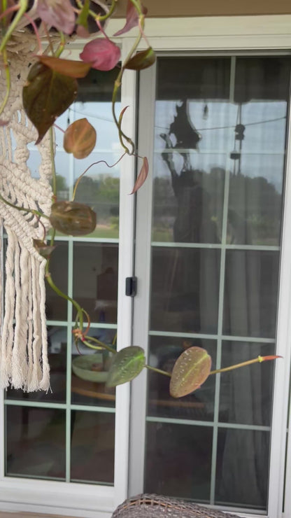 Driftwood Macrame Planter
